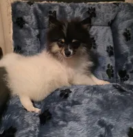 Sweet Boy, a male Pomeranian for sale in Albany, OR – Photo 5 of 6