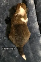 Sable Male 1, a male Shetland Sheepdog for sale in Scio, OR – 2 of 5