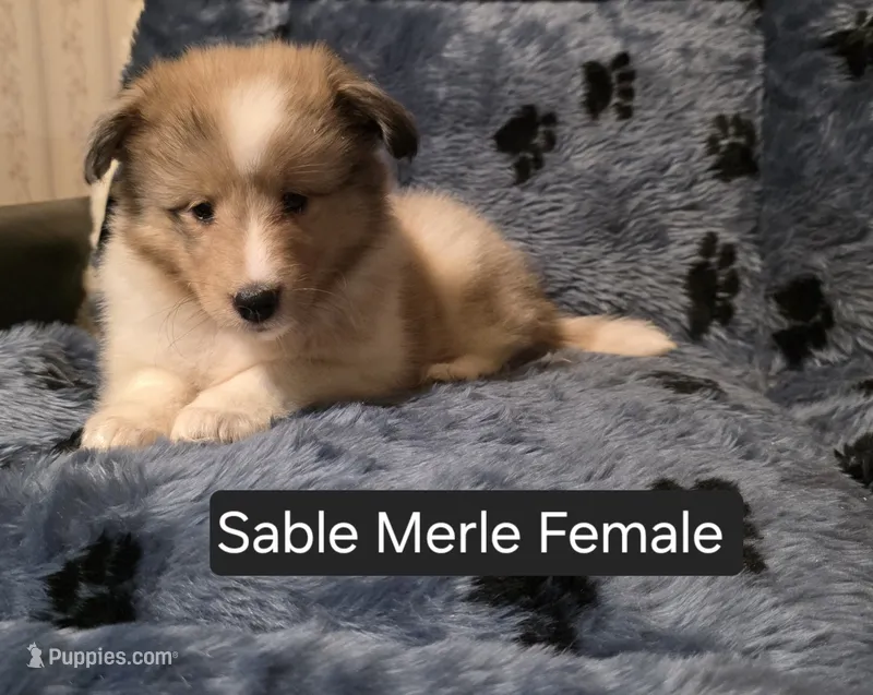 Sable Merle F – Shetland Sheepdog puppy for sale in Scio, OR