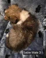Sable M 3, a male Shetland Sheepdog for sale in Scio, OR – 6 of 6
