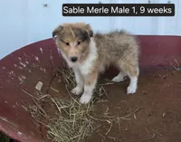 Sable Merle M1, a male Shetland Sheepdog for sale in Scio, OR – 4 of 6