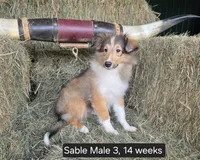 Sable M3, a male Shetland Sheepdog for sale in Scio, OR – 3 of 4
