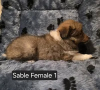 Sable F 1, a female Shetland Sheepdog for sale in Scio, OR – 5 of 6