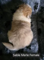Sable Merle F, a female Shetland Sheepdog for sale in Scio, OR – 4 of 4