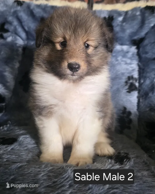 Sable M 2 – Shetland Sheepdog puppy for sale in Scio, OR