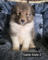 Sable M 2, a male Shetland Sheepdog for sale in Scio, OR – 1 of 4