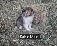 Sable M 1, a male Shetland Sheepdog for sale in Scio, OR – 4 of 4