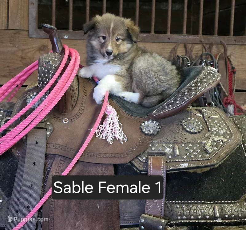 Sable F 1 – Shetland Sheepdog puppy for sale in Scio, OR