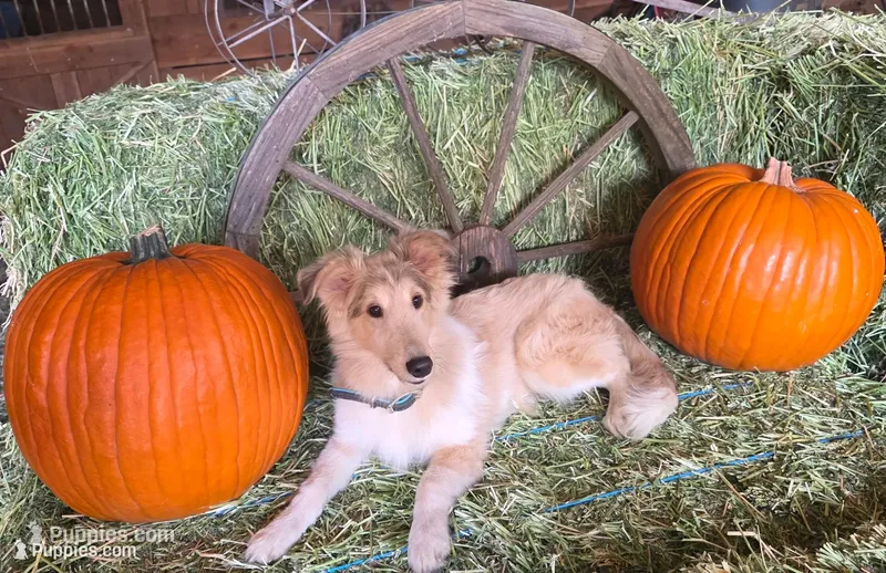 Sable Merle M1 – Shetland Sheepdog puppy for sale in Scio, OR