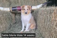 Sable MerleM, a male Shetland Sheepdog for sale in Scio, OR – 3 of 4