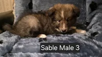 Sable M 3, a male Shetland Sheepdog for sale in Scio, OR – 2 of 6