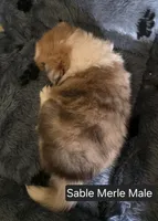 Sable Merle M, a male Shetland Sheepdog for sale in Scio, OR – 4 of 4