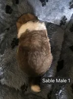 Sable M 1, a male Shetland Sheepdog for sale in Scio, OR – 3 of 4