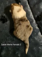 Sable Merle F2, a female Shetland Sheepdog for sale in Scio, OR – 2 of 5