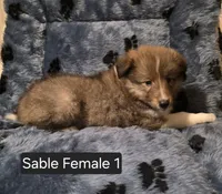 Sable F 1, a female Shetland Sheepdog for sale in Scio, OR – 2 of 6