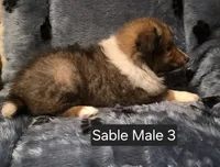 Sable M 3, a male Shetland Sheepdog for sale in Scio, OR – 4 of 6