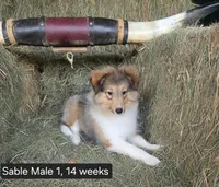 Sable M1, a male Shetland Sheepdog for sale in Scio, OR – 2 of 4