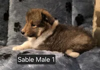 Sable M 1, a male Shetland Sheepdog for sale in Scio, OR – 4 of 6