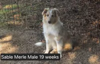 Sable Merle M, a male Shetland Sheepdog for sale in Scio, OR – 2 of 6