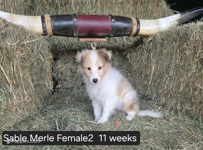 Sable MerleF2 – Shetland Sheepdog puppy for sale in Scio, OR