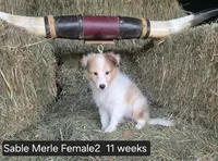 Sable MerleF2, a male Shetland Sheepdog for sale in Scio, OR – 1 of 4