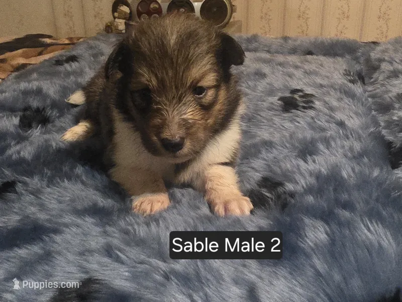 Sable Male 2 – Shetland Sheepdog puppy for sale in Scio, OR