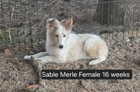 Sable Merle F, a female Shetland Sheepdog for sale in Scio, OR – 3 of 6