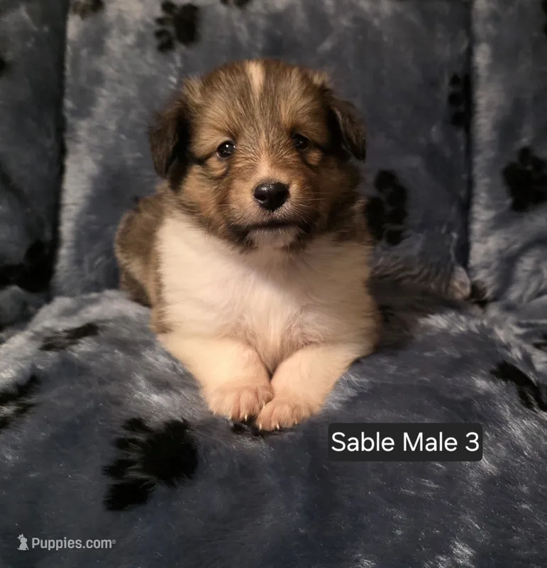 Sable Male 3 – Shetland Sheepdog puppy for sale in Scio, OR