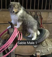 Sable M 1, a male Shetland Sheepdog for sale in Scio, OR – 2 of 4
