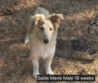 Sable Merle M1, a male Shetland Sheepdog for sale in Scio, OR – 7 of 7
