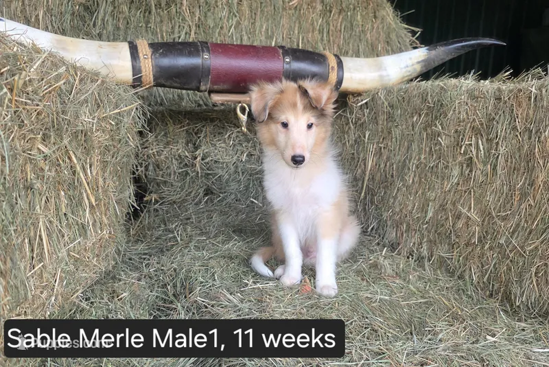 Sable MerleM1 – Shetland Sheepdog puppy for sale in Scio, OR