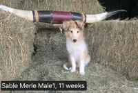 Sable MerleM1, a male Shetland Sheepdog for sale in Scio, OR – 1 of 4