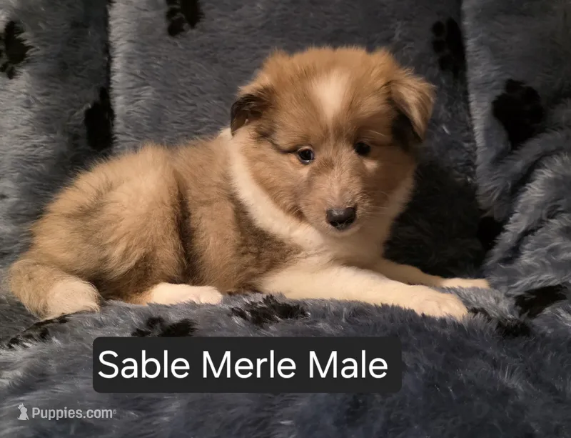 Sable Merle M – Shetland Sheepdog puppy for sale in Scio, OR