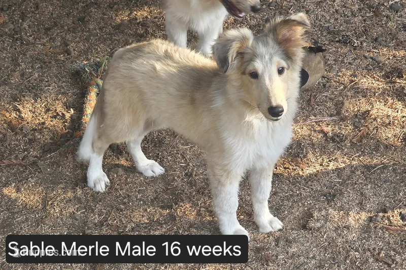 Sable Merle M1 – Shetland Sheepdog puppy for sale in Scio, OR