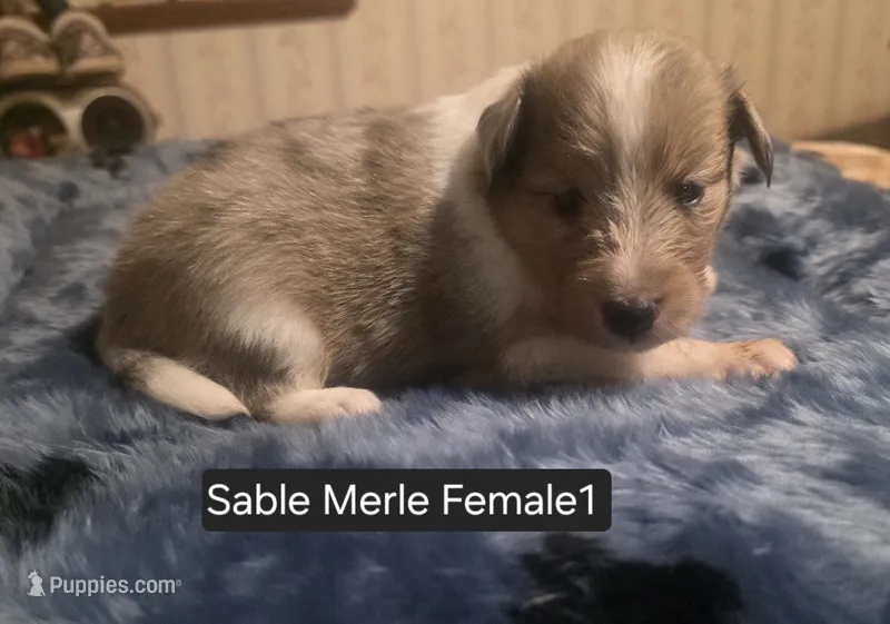 Sable Merle F1 – Shetland Sheepdog puppy for sale in Scio, OR