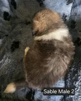 Sable M 2, a male Shetland Sheepdog for sale in Scio, OR – 4 of 4