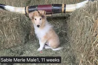 Sable MerleM1, a male Shetland Sheepdog for sale in Scio, OR – 4 of 4