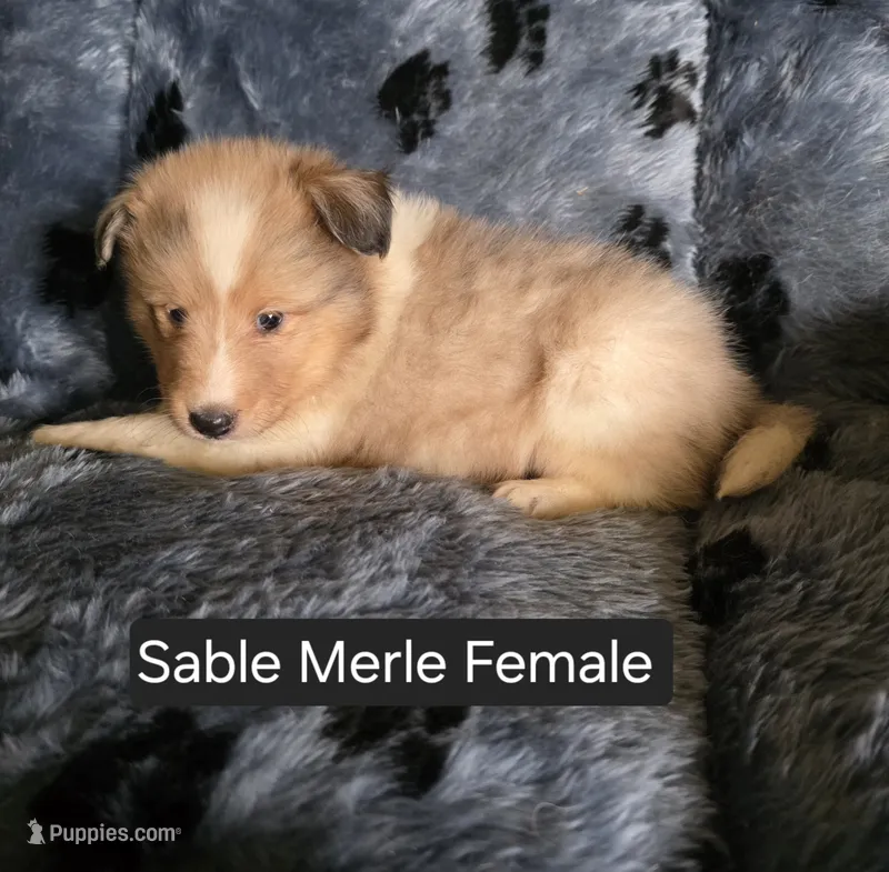 Sable Merle F – Shetland Sheepdog puppy for sale in Scio, OR