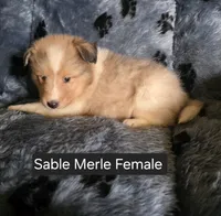 Sable Merle F, a female Shetland Sheepdog for sale in Scio, OR – 1 of 4