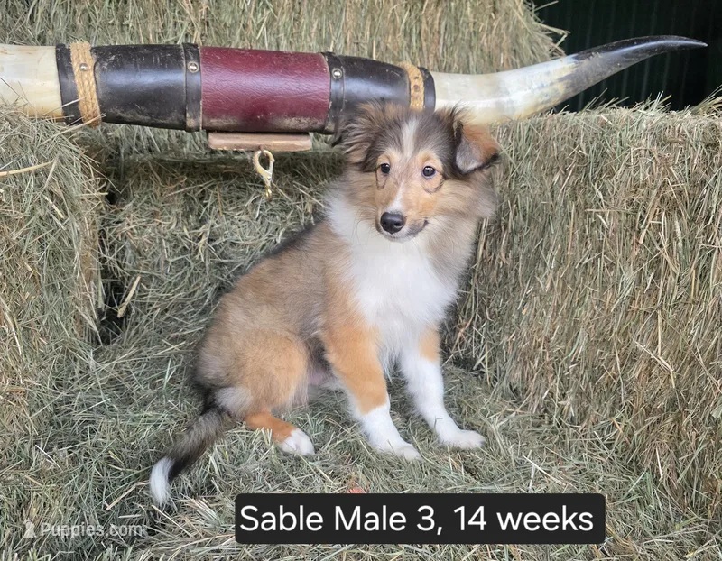 Sable M3 – Shetland Sheepdog puppy for sale in Scio, OR