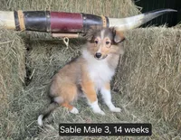 Sable M3, a male Shetland Sheepdog for sale in Scio, OR – 1 of 4