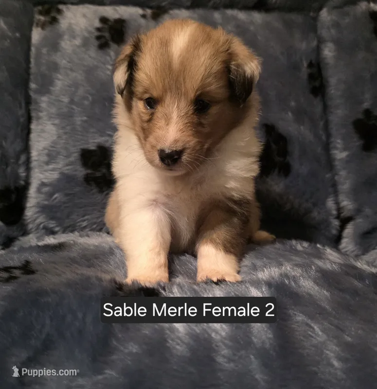 Sable Merle F2 – Shetland Sheepdog puppy for sale in Scio, OR