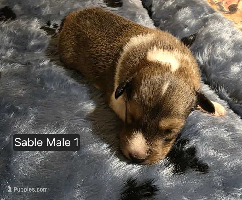 Sable Male 1 – Shetland Sheepdog puppy for sale in Scio, OR