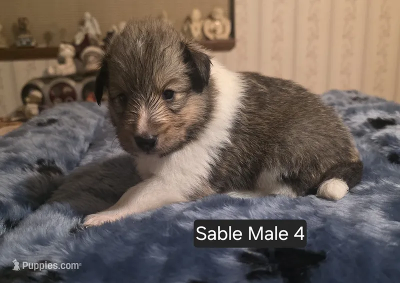 Sable Male 4 – Shetland Sheepdog puppy for sale in Scio, OR