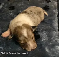 Sable Merle F2, a female Shetland Sheepdog for sale in Scio, OR – 1 of 5