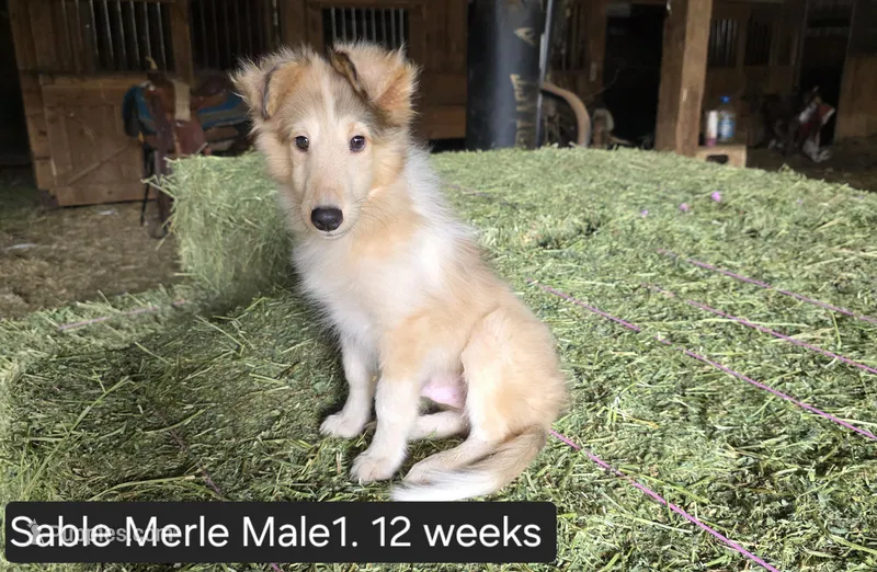 Sable MerleM1 – Shetland Sheepdog puppy for sale in Scio, OR