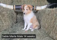 Sable MerleM, a male Shetland Sheepdog for sale in Scio, OR – 4 of 4