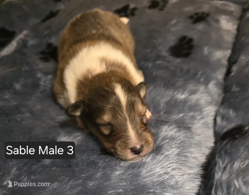 Sable Male 3 – Shetland Sheepdog puppy for sale in Scio, OR