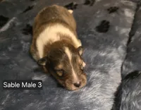 Sable Male 3, a male Shetland Sheepdog for sale in Scio, OR – 1 of 5