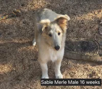 Sable Merle M1, a male Shetland Sheepdog for sale in Scio, OR – 5 of 7